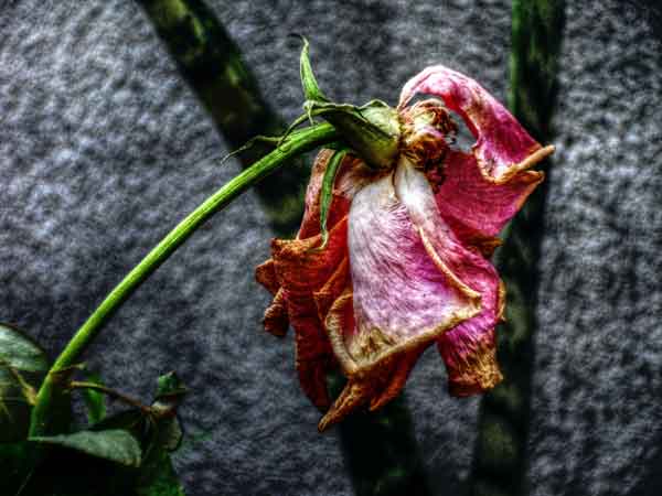 Dry-rose - Life and Love with HIV