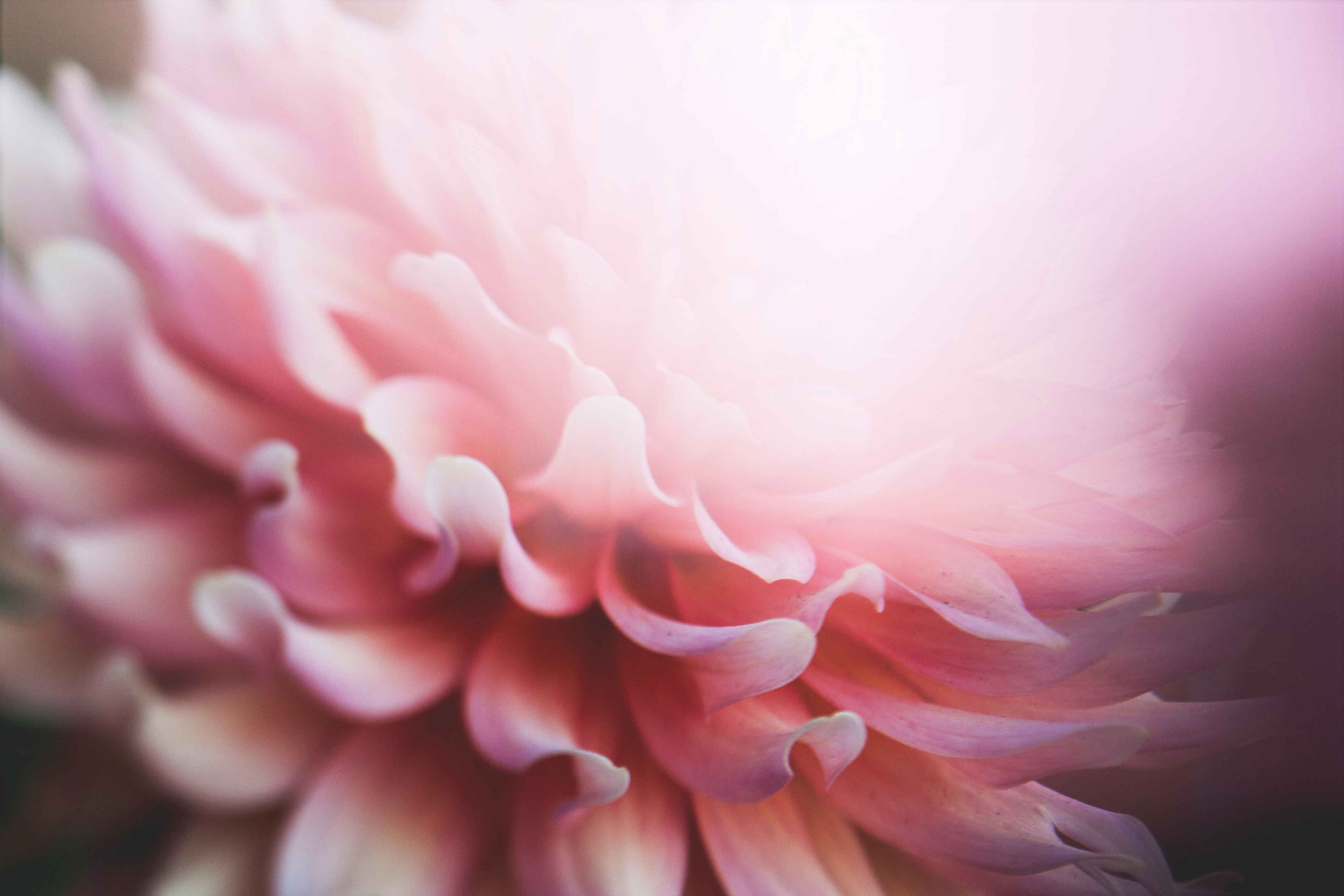 Petal Life and Love with HIV